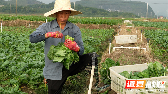 道县：“稻蔬轮作”高效接茬 首批秋冬播蔬菜供粤港澳4_副本.jpg