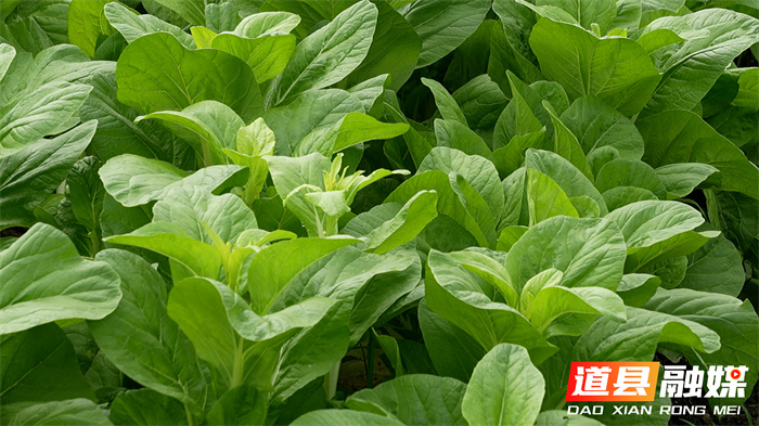 道县：“稻蔬轮作”高效接茬 首批秋冬播蔬菜供粤港澳2_副本.jpg