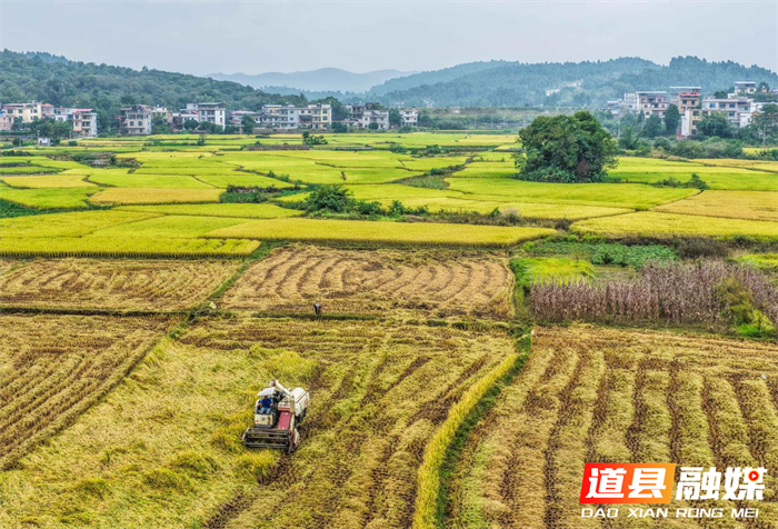 道县:晚稻飘香抢收忙(组图)1_副本.png