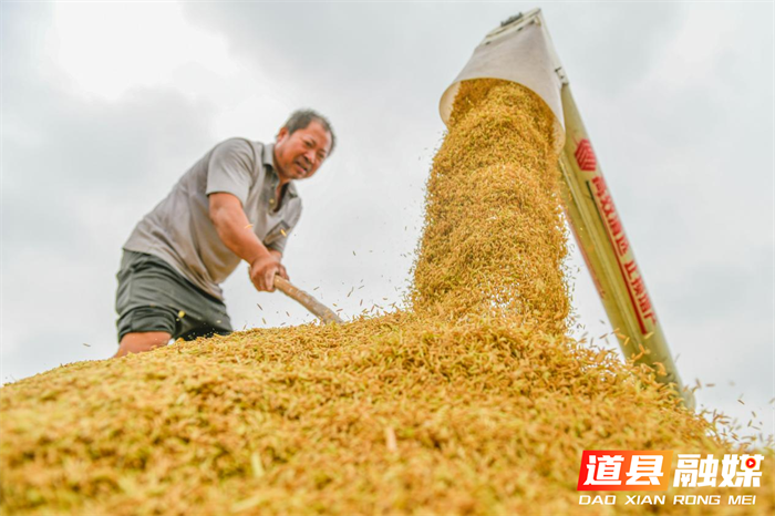 道县:晚稻飘香抢收忙(组图)4_副本.png 道县:晚稻飘香抢收忙(组图)4_副本.png
