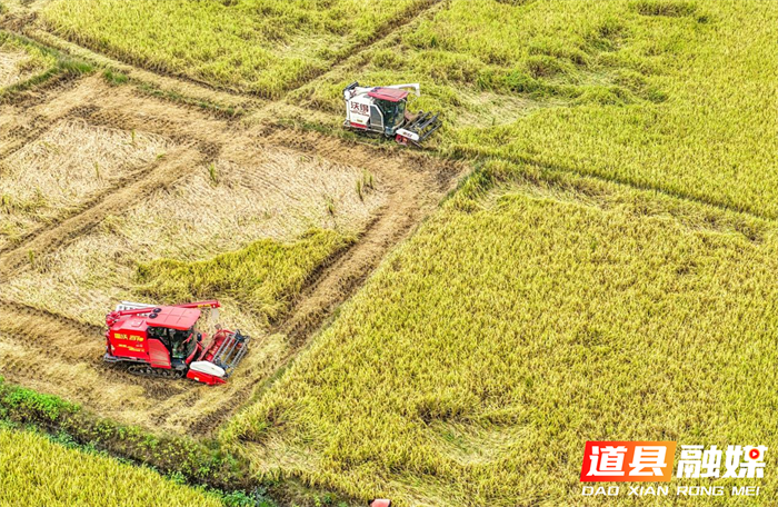 道县:晚稻飘香抢收忙(组图)2_副本.png