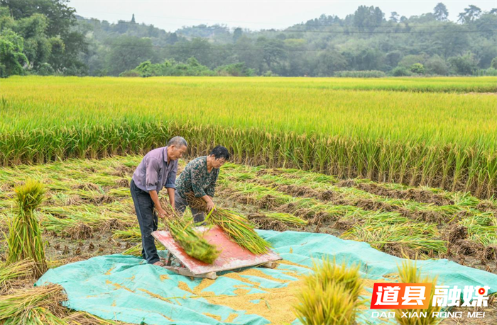 道县:晚稻飘香抢收忙(组图)5_副本.png