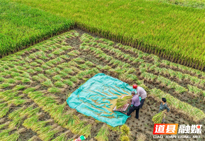道县:晚稻飘香抢收忙(组图)6_副本.png
