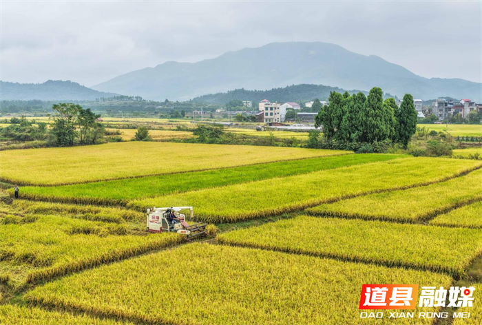 道县:晚稻飘香抢收忙(组图)3_副本.png