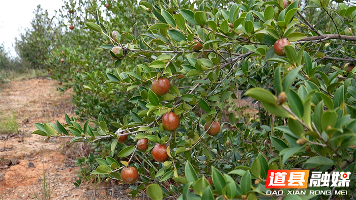 道县:霜降开山摘茶果 万亩林间丰收忙2_副本.jpg 道县:霜降开山摘茶果 万亩林间丰收忙2_副本.jpg