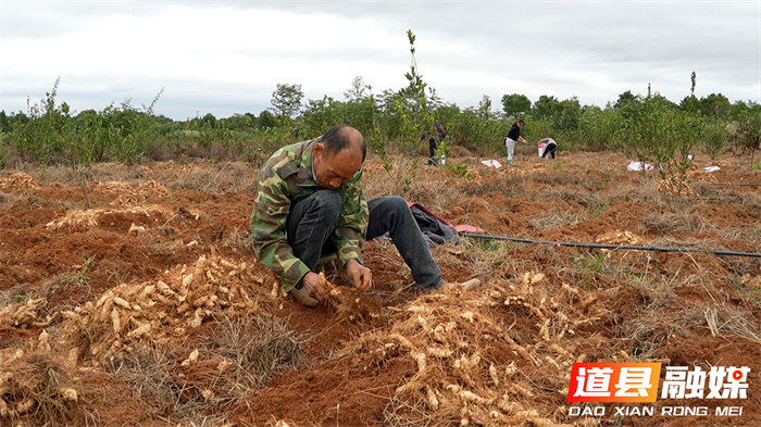 道县:林下生“金” 玉竹采挖正当时1_副本.jpg 道县:林下生“金” 玉竹采挖正当时1_副本.jpg