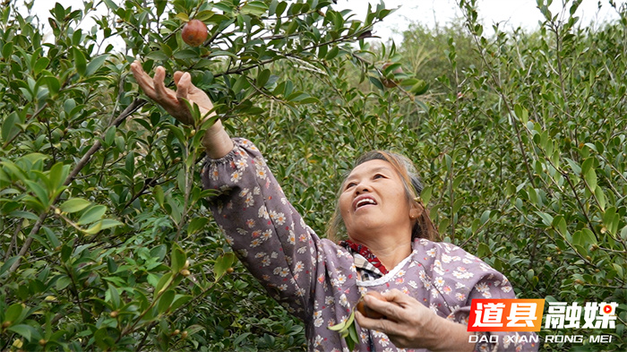 道县:霜降开山摘茶果 万亩林间丰收忙1_副本.jpg 道县:霜降开山摘茶果 万亩林间丰收忙1_副本.jpg