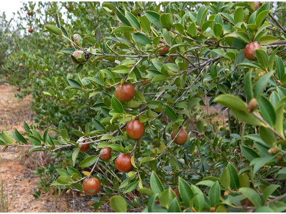 道县：霜降开山摘茶果万亩林间丰收忙