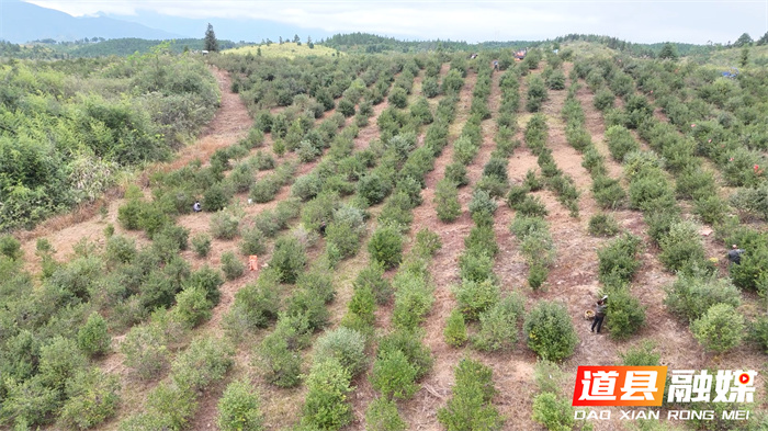 道县:霜降开山摘茶果 万亩林间丰收忙4_副本.jpg 道县:霜降开山摘茶果 万亩林间丰收忙4_副本.jpg