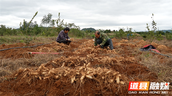 道县:林下生“金” 玉竹采挖正当时4_副本.jpg 道县:林下生“金” 玉竹采挖正当时4_副本.jpg