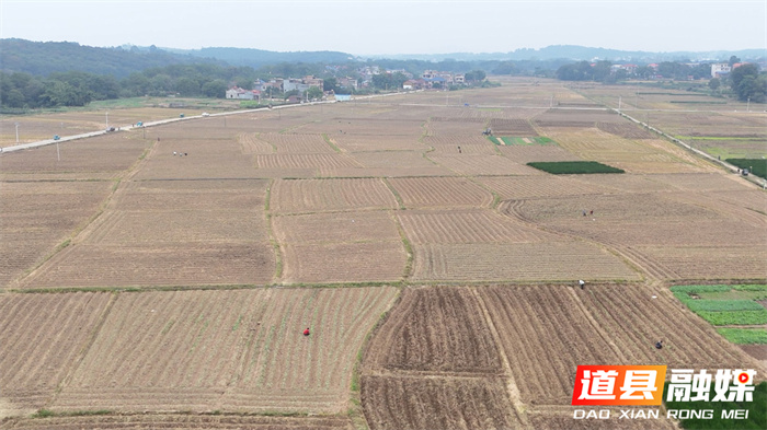 道县:油菜移栽正当时 冬闲田变增收田1_副本.jpg 道县:油菜移栽正当时 冬闲田变增收田1_副本.jpg