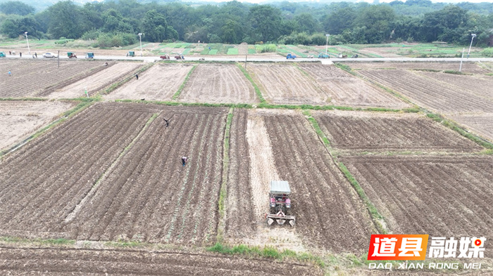 道县:油菜移栽正当时 冬闲田变增收田2_副本.jpg 道县:油菜移栽正当时 冬闲田变增收田2_副本.jpg