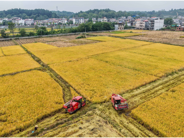 道县：晚稻机收忙