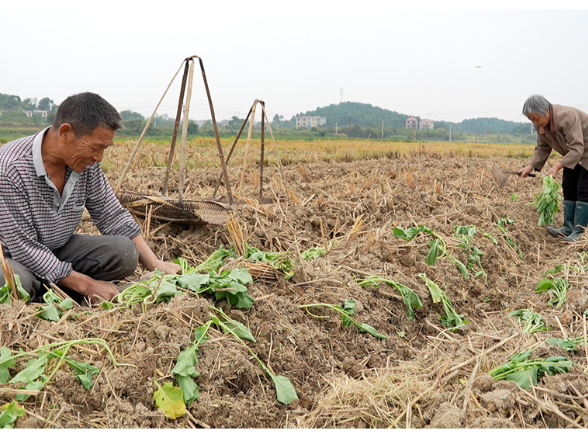 道县：油菜移栽正当时   冬闲田变增收田