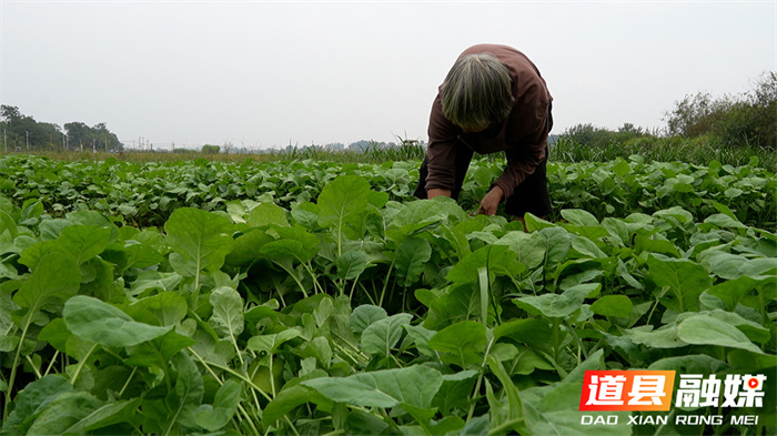 道县:油菜移栽正当时 冬闲田变增收田4_副本.jpg 道县:油菜移栽正当时 冬闲田变增收田4_副本.jpg