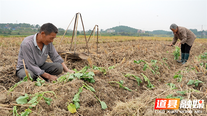 道县:油菜移栽正当时 冬闲田变增收田3_副本.jpg 道县:油菜移栽正当时 冬闲田变增收田3_副本.jpg