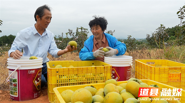 道县：引种“柿中贵族”—太秋甜柿 打造特色农业新标杆3_副本1.jpg