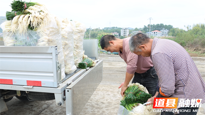 道县:千亩藠头迎丰收 新鲜上市助农增收5_副本.png 道县:千亩藠头迎丰收 新鲜上市助农增收5_副本.png