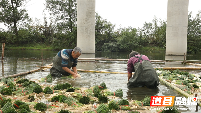 道县:千亩藠头迎丰收 新鲜上市助农增收6_副本.png 道县:千亩藠头迎丰收 新鲜上市助农增收6_副本.png
