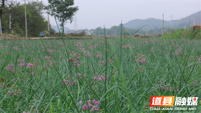 道县:千亩藠头迎丰收 新鲜上市助农增收2_副本.png 道县:千亩藠头迎丰收 新鲜上市助农增收2_副本.png