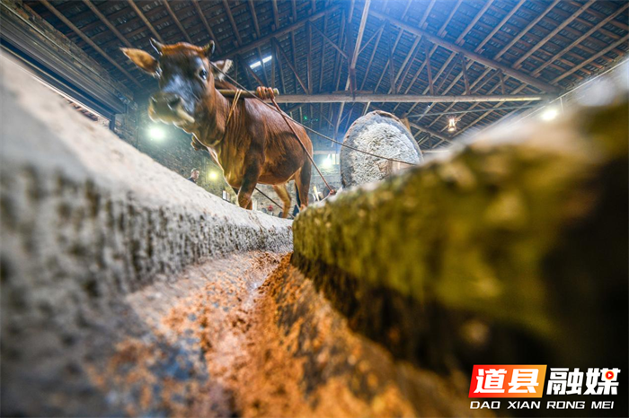 道县:古法舂榨 茶油飘香(组图)8_副本.png