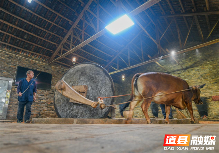 道县:古法舂榨 茶油飘香(组图)7_副本.png