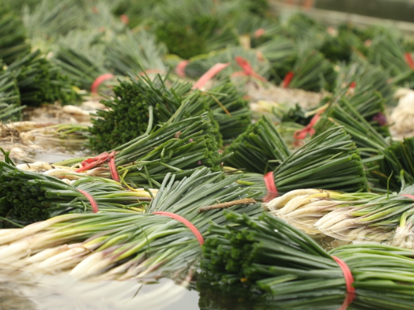 道县：千亩藠头迎丰收  新鲜上市助农增收