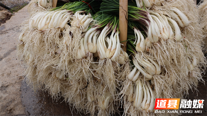 道县:千亩藠头迎丰收 新鲜上市助农增收4_副本.png 道县:千亩藠头迎丰收 新鲜上市助农增收4_副本.png