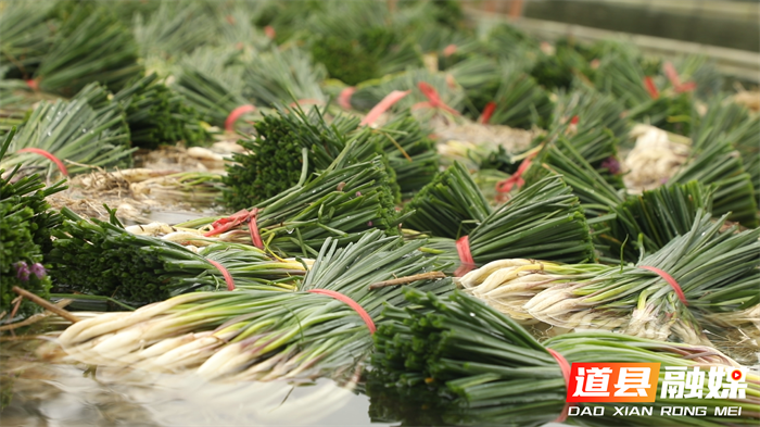 道县:千亩藠头迎丰收 新鲜上市助农增收3_副本.png 道县:千亩藠头迎丰收 新鲜上市助农增收3_副本.png