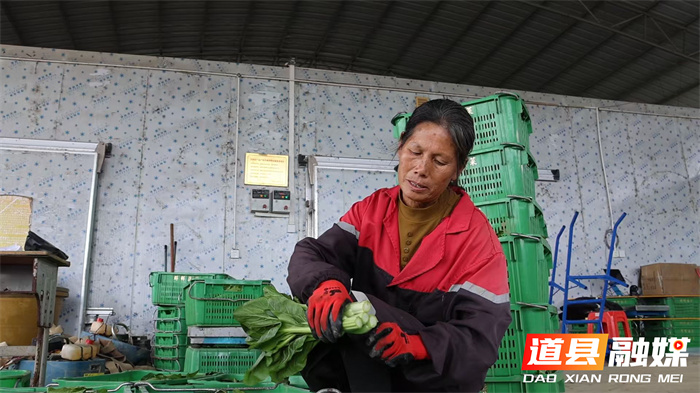 道县：党建引领“菜篮子”变“钱袋子” 冬日菜心热销粤港澳4_副本.jpg