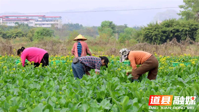 道县：党建引领“菜篮子”变“钱袋子” 冬日菜心热销粤港澳5_副本.jpg