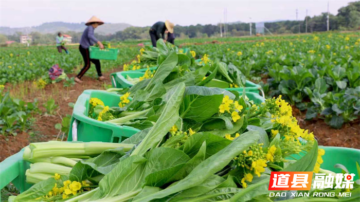 道县：党建引领“菜篮子”变“钱袋子” 冬日菜心热销粤港澳3_副本.jpg
