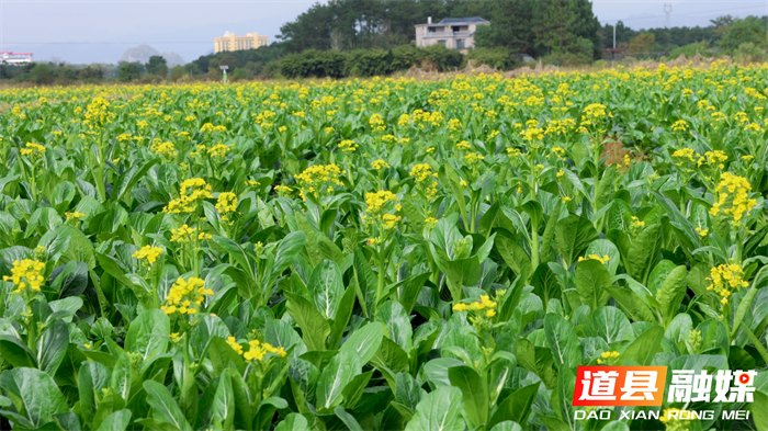 道县：党建引领“菜篮子”变“钱袋子” 冬日菜心热销粤港澳2_副本.png