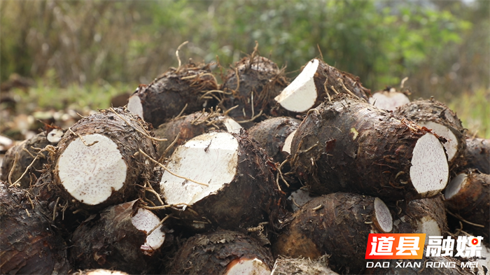 道县:香芋丰收促增收 多元种植助力稳岗就业2_副本.png 道县:香芋丰收促增收 多元种植助力稳岗就业2_副本.png