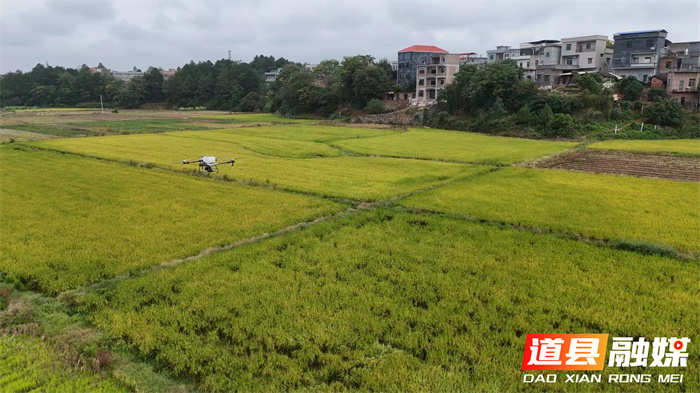1113道县:绿肥播种正当时 孕育沃野新希望 (1)5_副本.jpg 1113道县:绿肥播种正当时 孕育沃野新希望 (1)5_副本.jpg