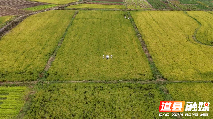 1113道县:绿肥播种正当时 孕育沃野新希望 (1)1_副本.jpg 1113道县:绿肥播种正当时 孕育沃野新希望 (1)1_副本.jpg