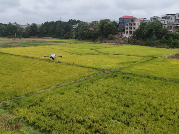 道县：绿肥播种正当时  孕育沃野新希望