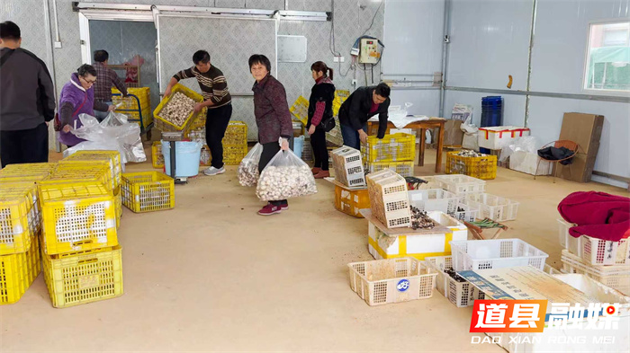 道县:“白珍珠”铺就致富路 工厂化菌菇产销旺3_副本.jpg 道县:“白珍珠”铺就致富路 工厂化菌菇产销旺3_副本.jpg