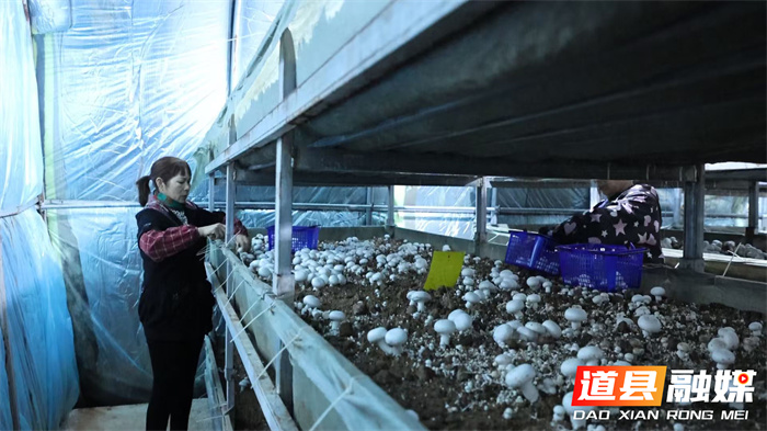 道县:“白珍珠”铺就致富路 工厂化菌菇产销旺4_副本.jpg 道县:“白珍珠”铺就致富路 工厂化菌菇产销旺4_副本.jpg