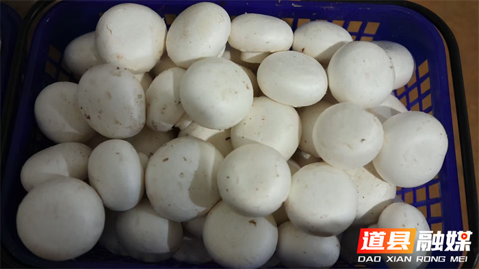 道县:“白珍珠”铺就致富路 工厂化菌菇产销旺1_副本.jpg 道县:“白珍珠”铺就致富路 工厂化菌菇产销旺1_副本.jpg