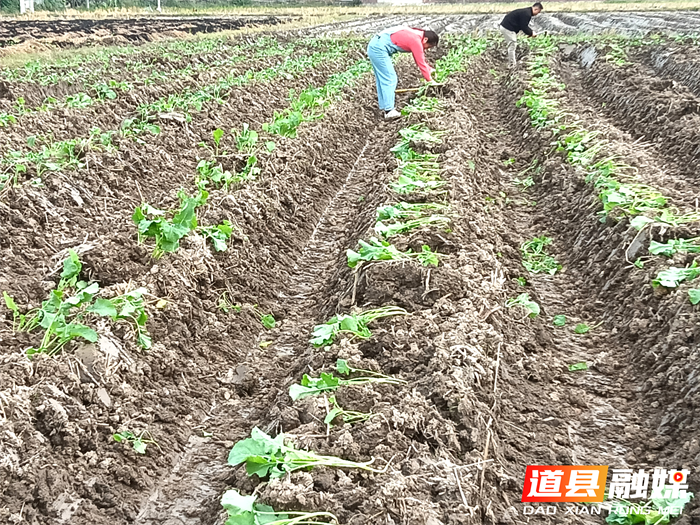 道县梅花镇:抢抓好天气忙着种油菜1_副本.png 道县梅花镇:抢抓好天气忙着种油菜1_副本.png