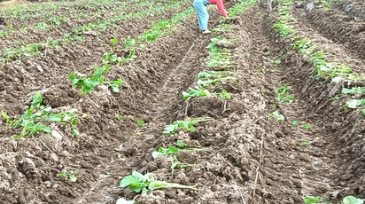 道县梅花镇：抢抓好天气忙着种油菜