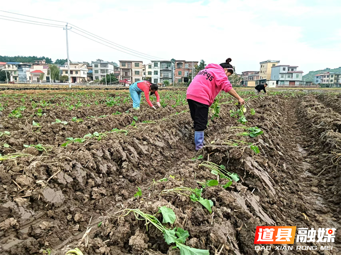 道县梅花镇:抢抓好天气忙着种油菜2_副本.png 道县梅花镇:抢抓好天气忙着种油菜2_副本.png
