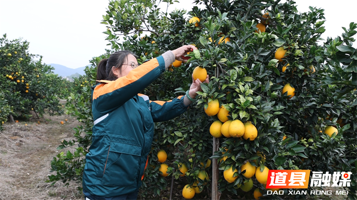 道县：邮政惠农“橙”意满满 脐橙销售搭上绿色快车2_副本.png