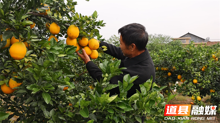 道县：邮政惠农“橙”意满满 脐橙销售搭上绿色快车4_副本.png