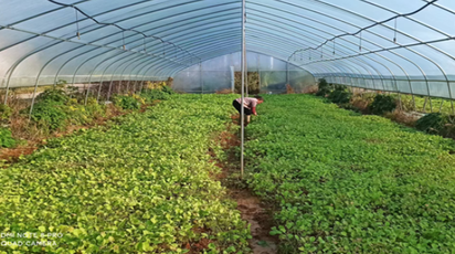 道县东门街道：精准指导油菜种植  助力农户增产增收