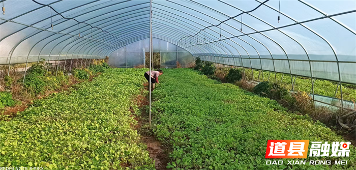 道县东门街道：精准指导油菜种植 助力农户增产增收2_副本2.png
