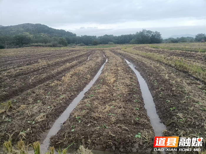 道县东门街道：精准指导油菜种植 助力农户增产增收1_副本.png