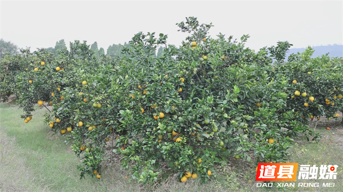 道县:90后返乡青年直播“橙”心助农1_副本.jpg 道县:90后返乡青年直播“橙”心助农1_副本.jpg