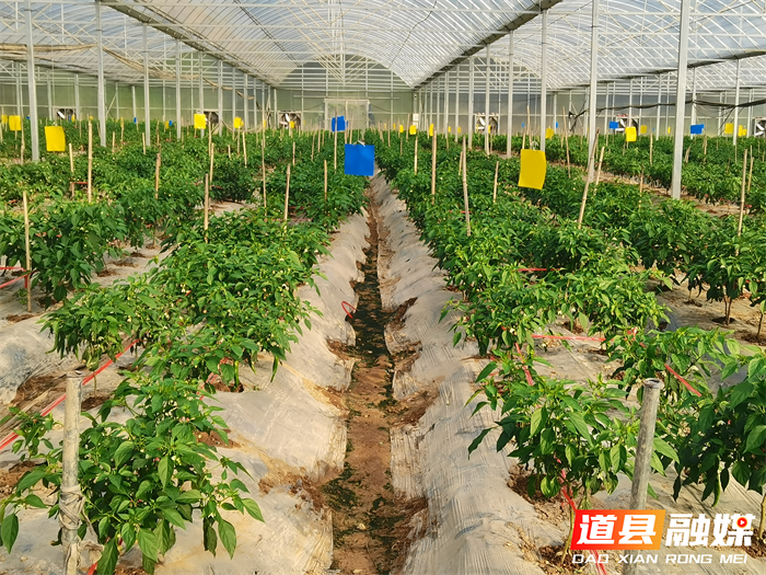 道县东门街道：大棚劳作忙 蔬菜助增收1_副本.png